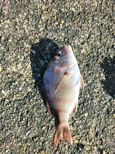 チャリコの釣果