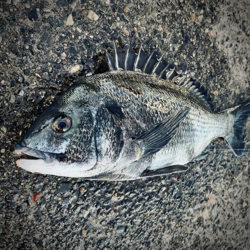 クロダイの釣果