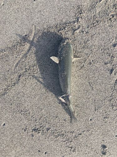ボラの釣果