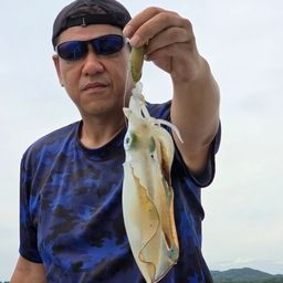 アオリイカ