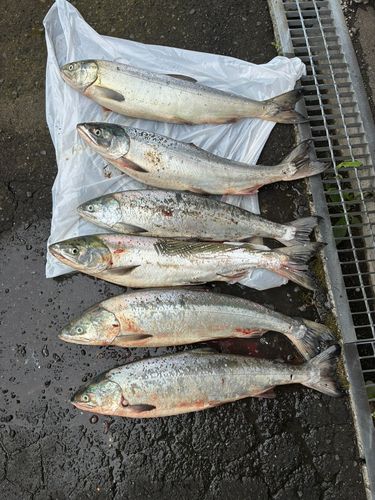 サケの釣果
