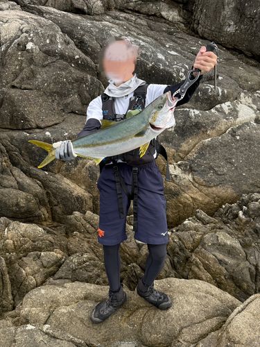 ヒラマサの釣果