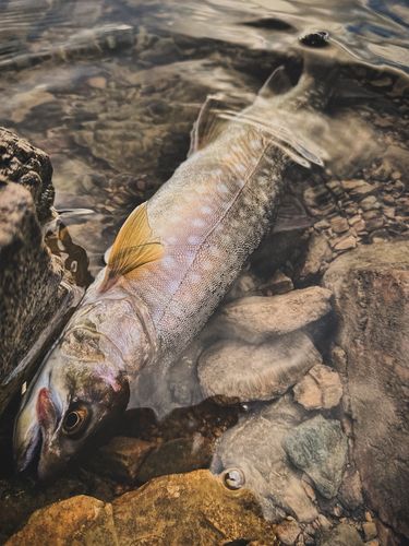 アメマスの釣果