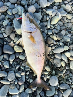 カンパチの釣果
