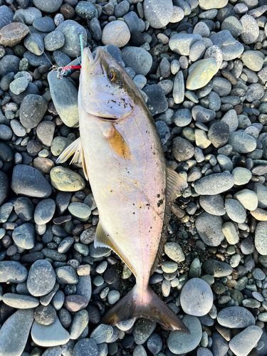 カンパチの釣果
