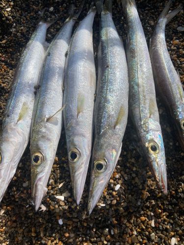 カマスの釣果