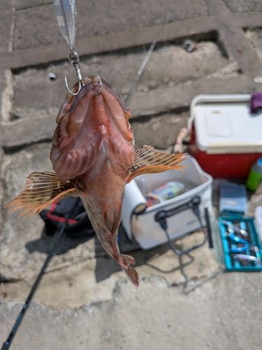 アイナメの釣果
