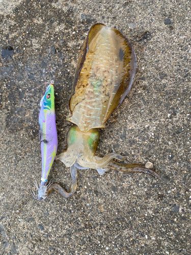 アオリイカの釣果