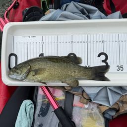 スモールマウスバス