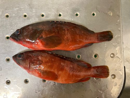 アカハタの釣果