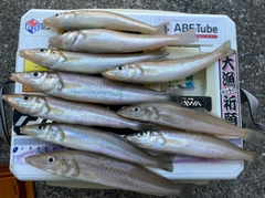 キスの釣果