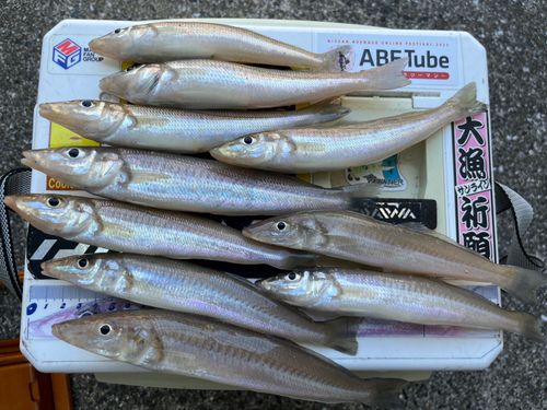 キスの釣果