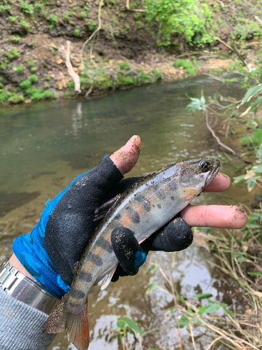 ヤマメの釣果