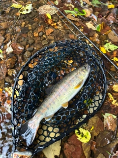 ヤマメの釣果