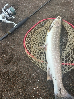 アメマスの釣果