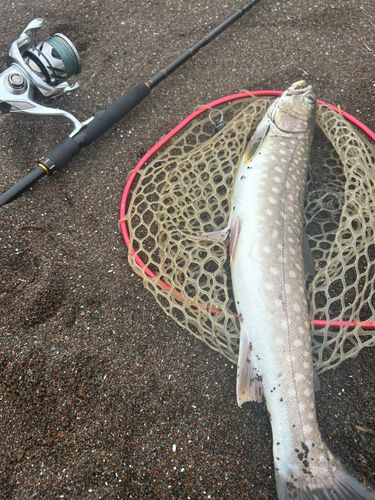 アメマスの釣果