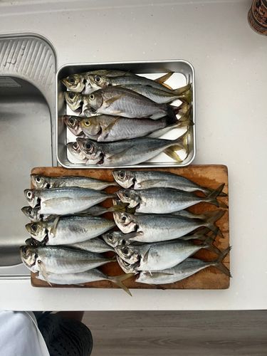 アジの釣果