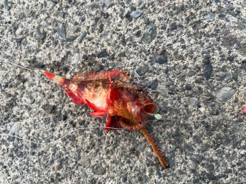 カサゴの釣果