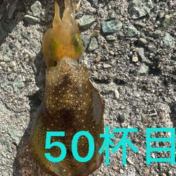 アオリイカ