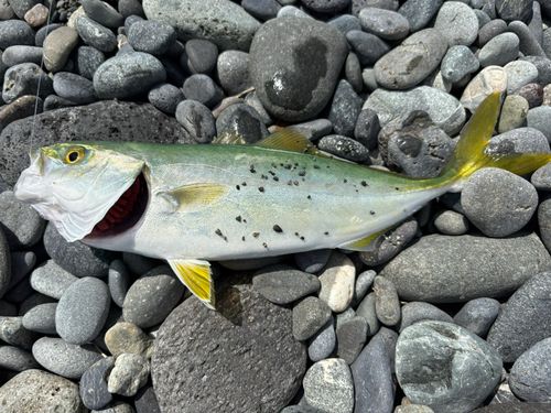 ワカシの釣果