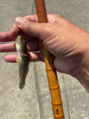 マハゼの釣果