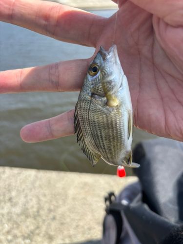 キビレの釣果