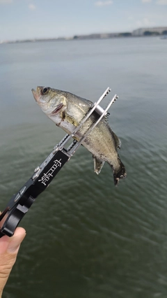 セイゴ（マルスズキ）の釣果