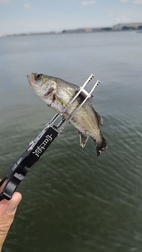 セイゴ（マルスズキ）の釣果