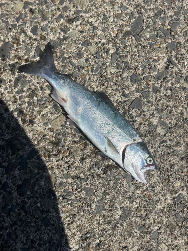 ニジマスの釣果