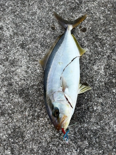 ネリゴの釣果