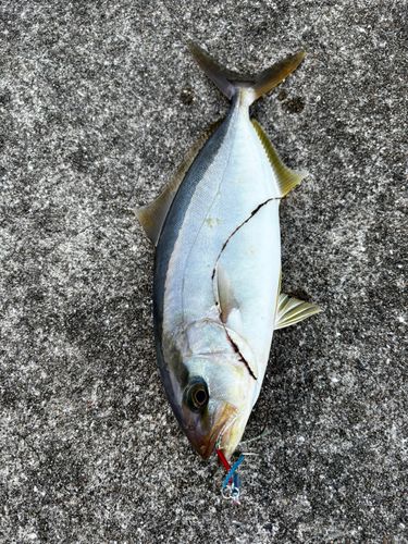 ネリゴの釣果