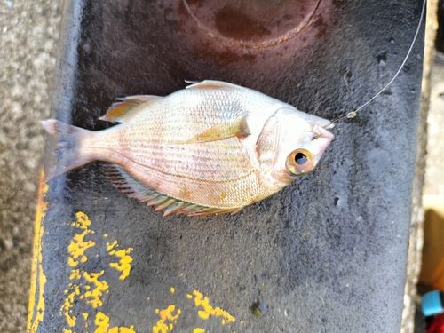 タイの釣果