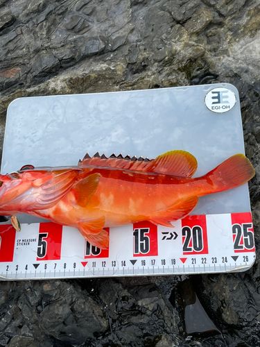 アカハタの釣果
