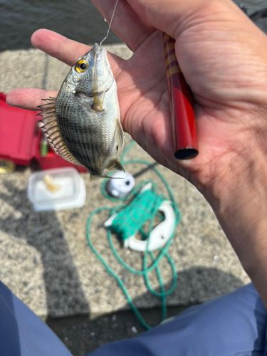 キビレの釣果