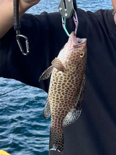 オオモンハタの釣果