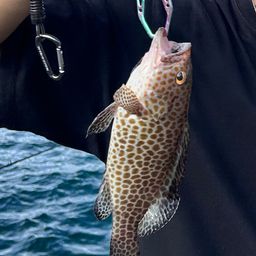 オオモンハタ