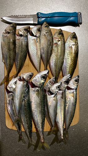 釣果