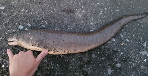 ウツボの釣果
