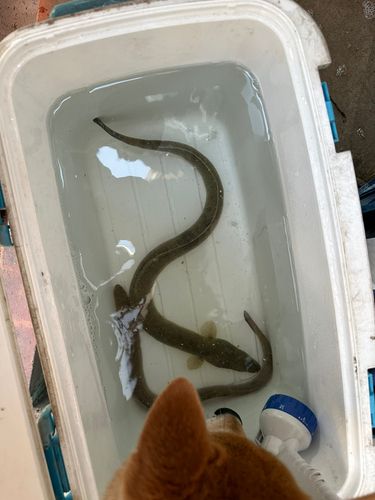 ウナギの釣果