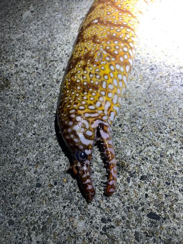 湯崎漁港