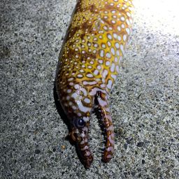 トラウツボ
