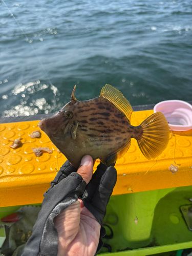 カワハギの釣果