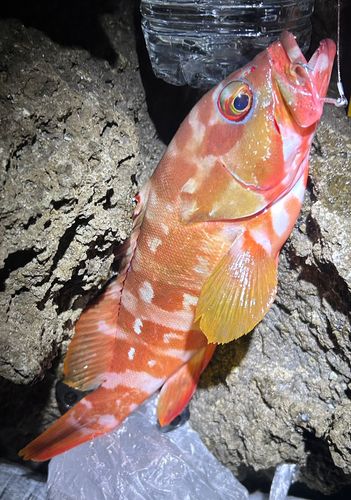 アカハタの釣果