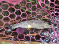 ヤマメの釣果