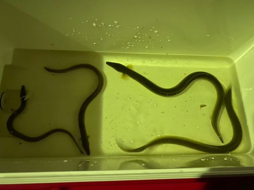 ウナギの釣果