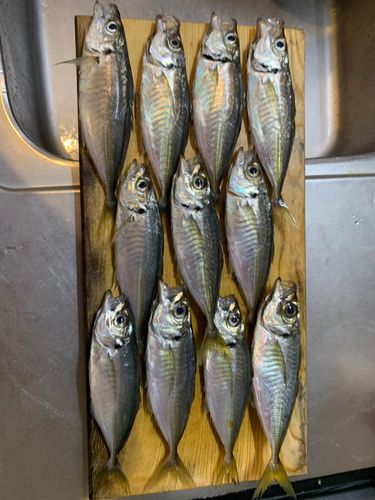 アジの釣果