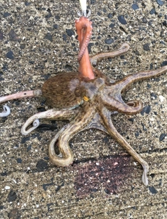 マダコの釣果