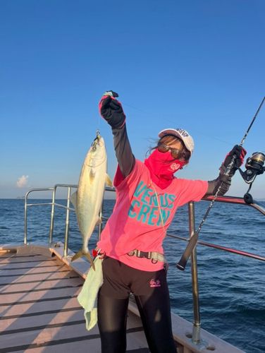 ハマチの釣果