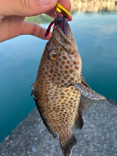 オオモンハタの釣果