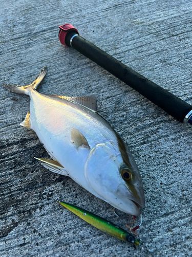 カンパチの釣果